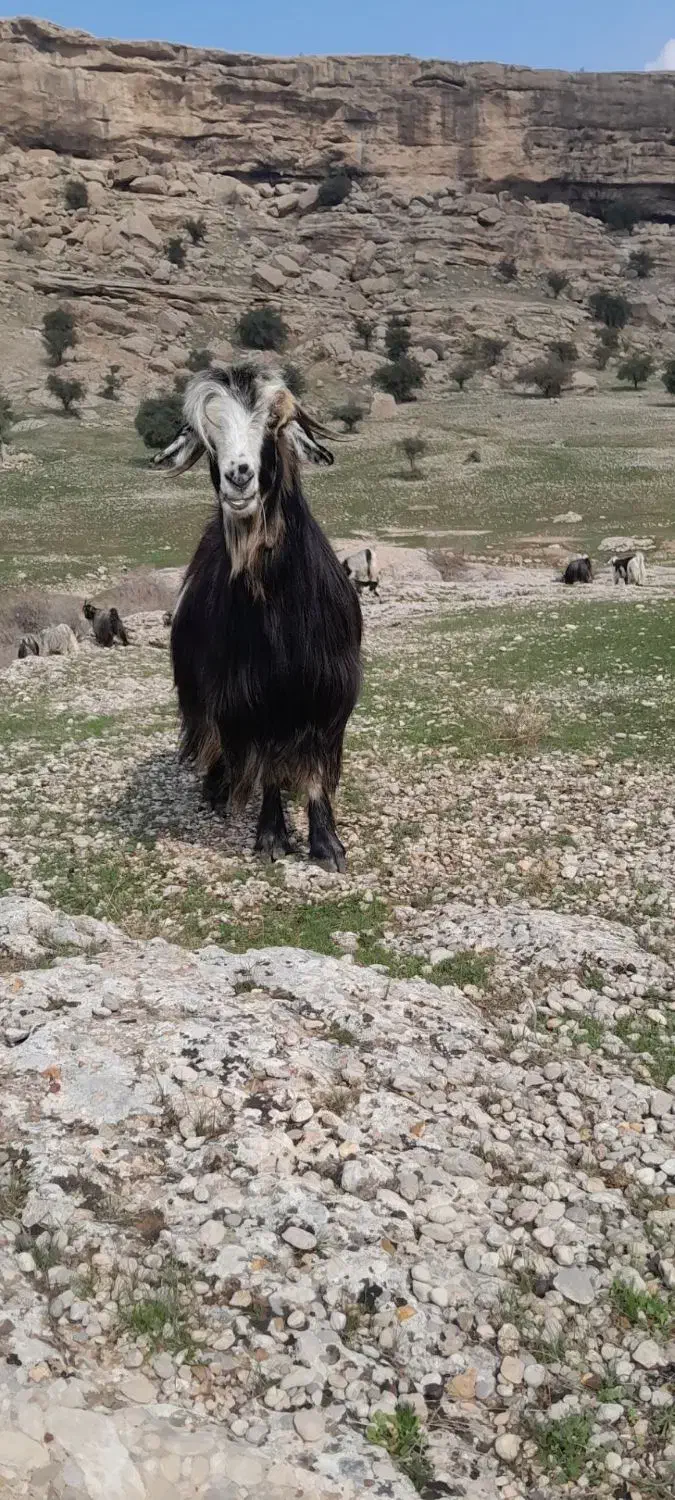 ۵۰عدد بز فروشی|حیوانات مزرعه|اندیکا, |دیوار