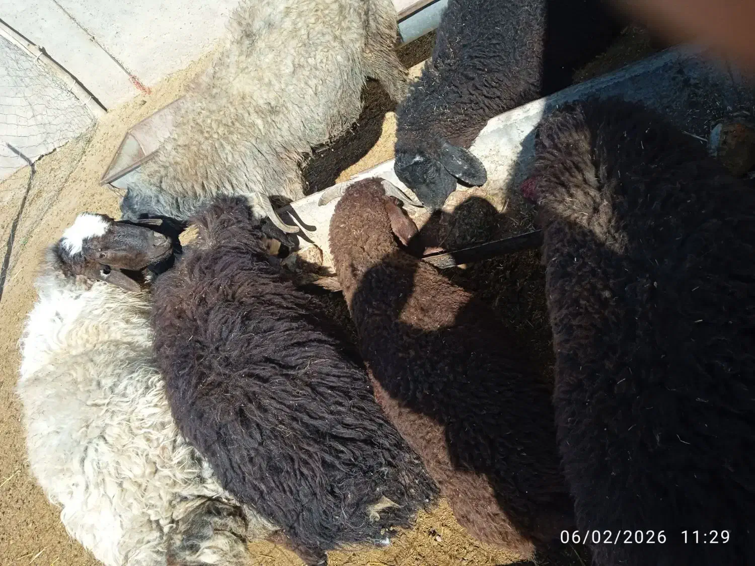 بره|حیوانات مزرعه|زاویه, |دیوار