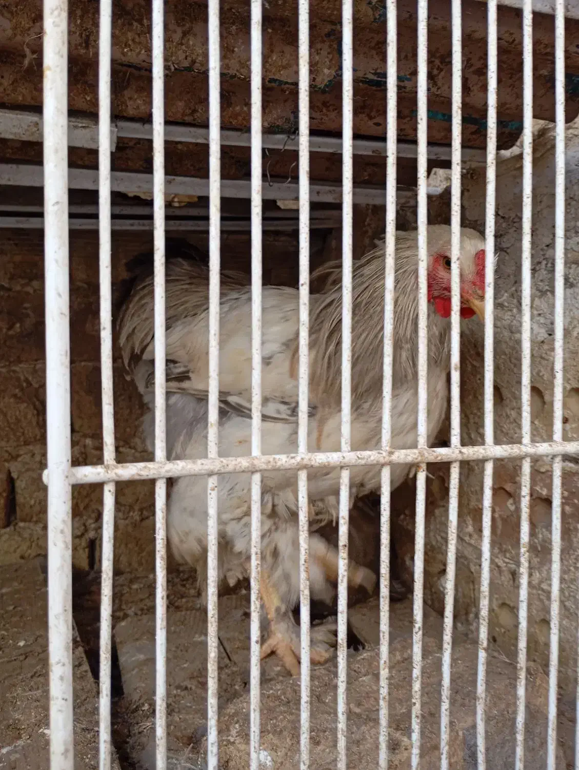 مرغ وخروس برهمای اصیل|حیوانات مزرعه|تربتحیدریه, بالا ولایت|دیوار