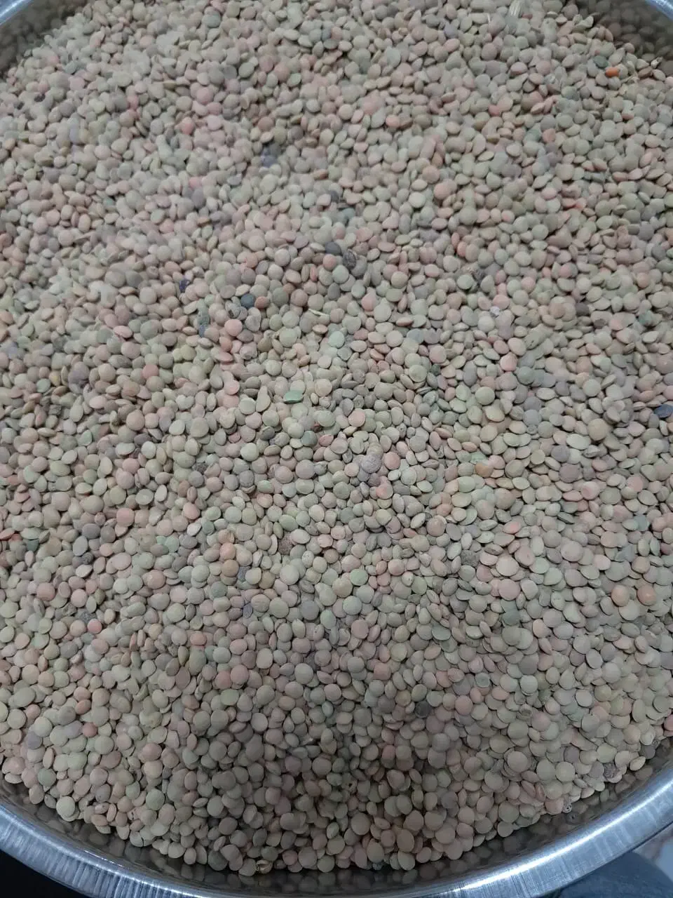 عدس تمیز|خوردنی و آشامیدنی|فلارد, |دیوار