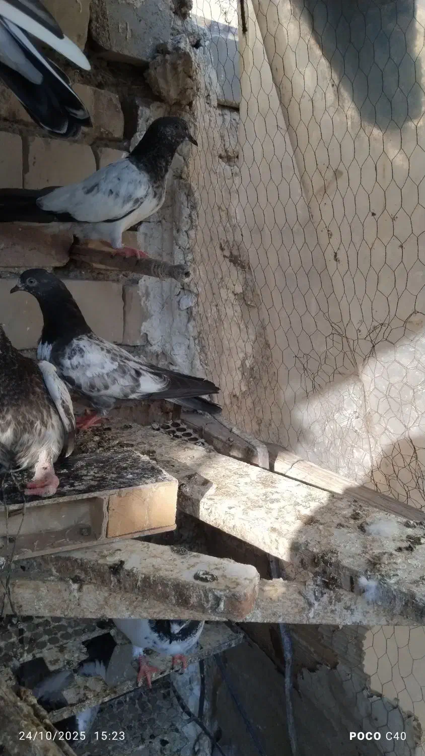 پرنده کبوتر|پرنده|ایرانشهر, |دیوار