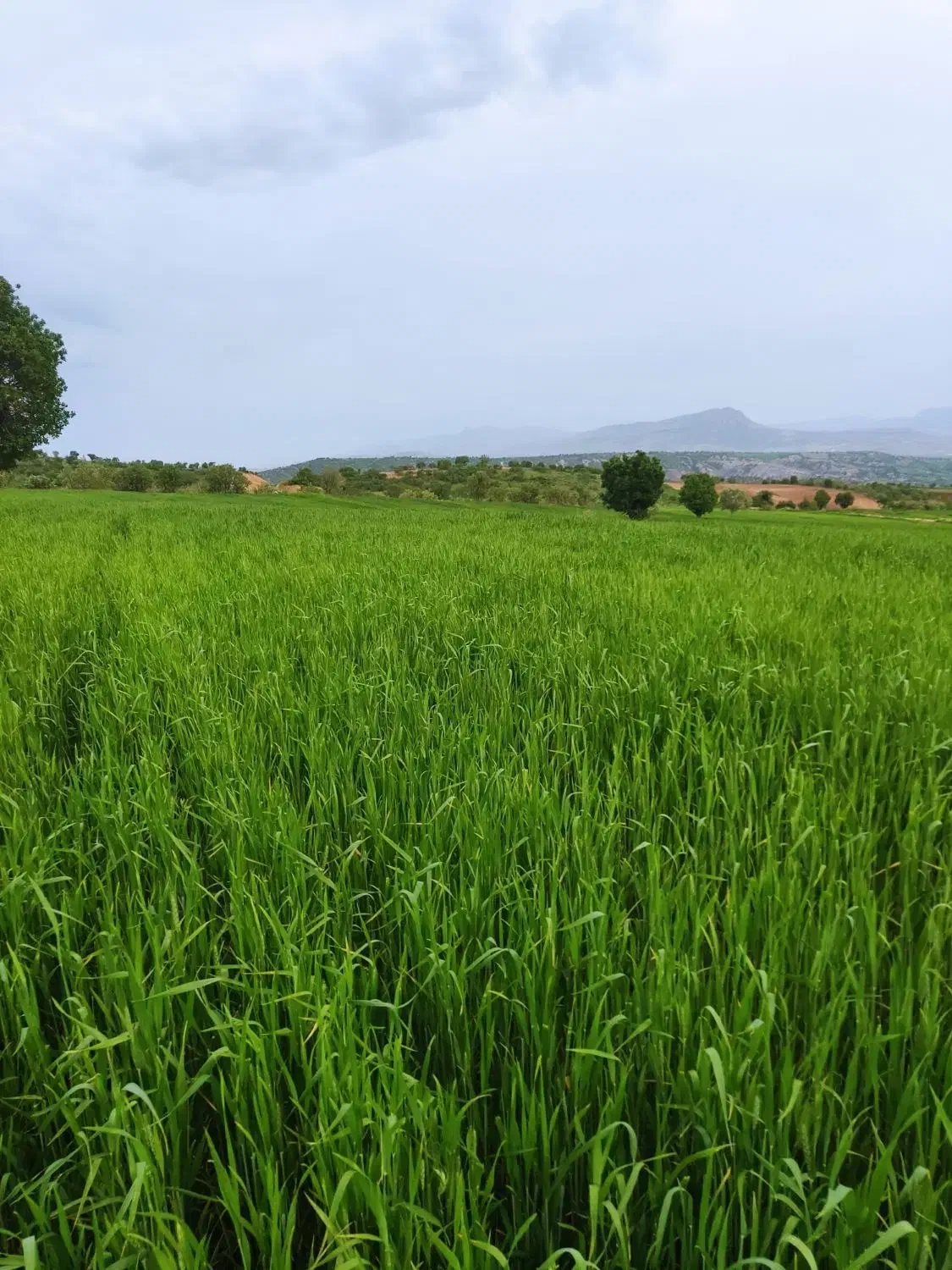 گندم بذری ابی ودیم|خدمات باغبانی و درختکاری|زمکان, |دیوار