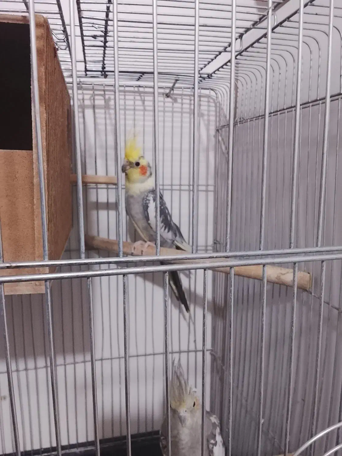 عروس هلندی|پرنده|پاکدشت, پاکدشت (مامازند)|دیوار