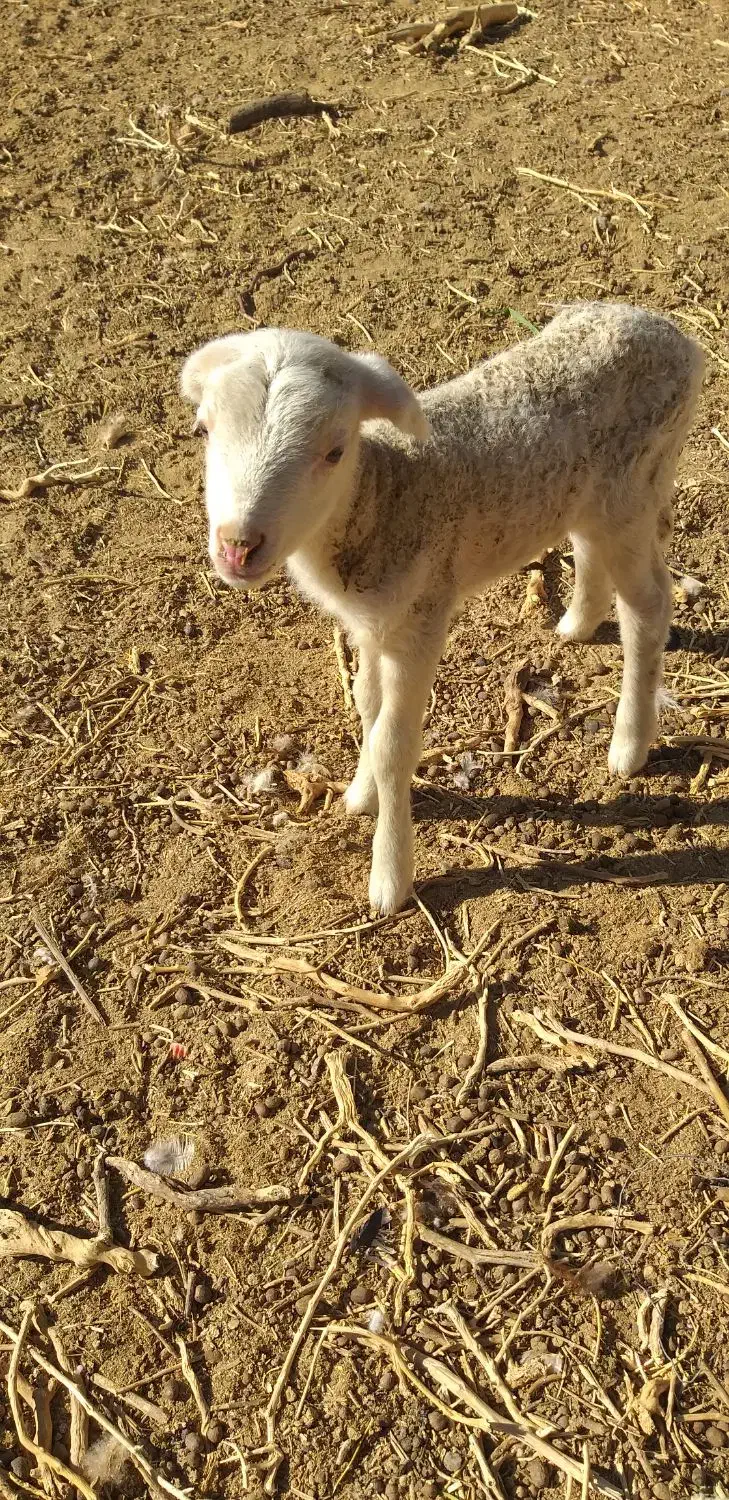 میش و بره لاکن|حیوانات مزرعه|قائن, |دیوار