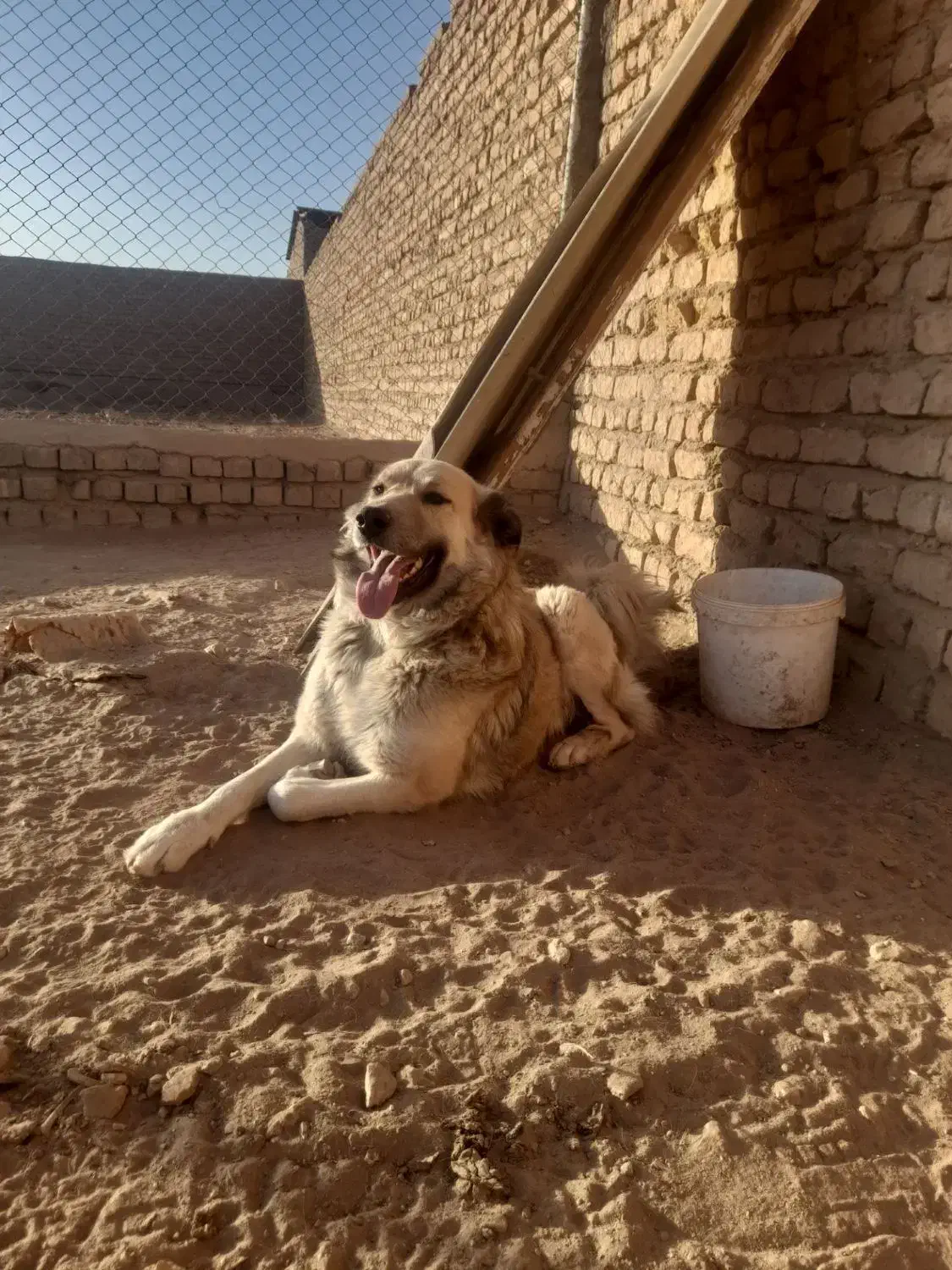 سگ نرسنگسری|سگ|تهران, تجریش|دیوار