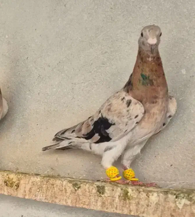 کبوتر ماده خطی وشستی|پرنده|قزوین, |دیوار