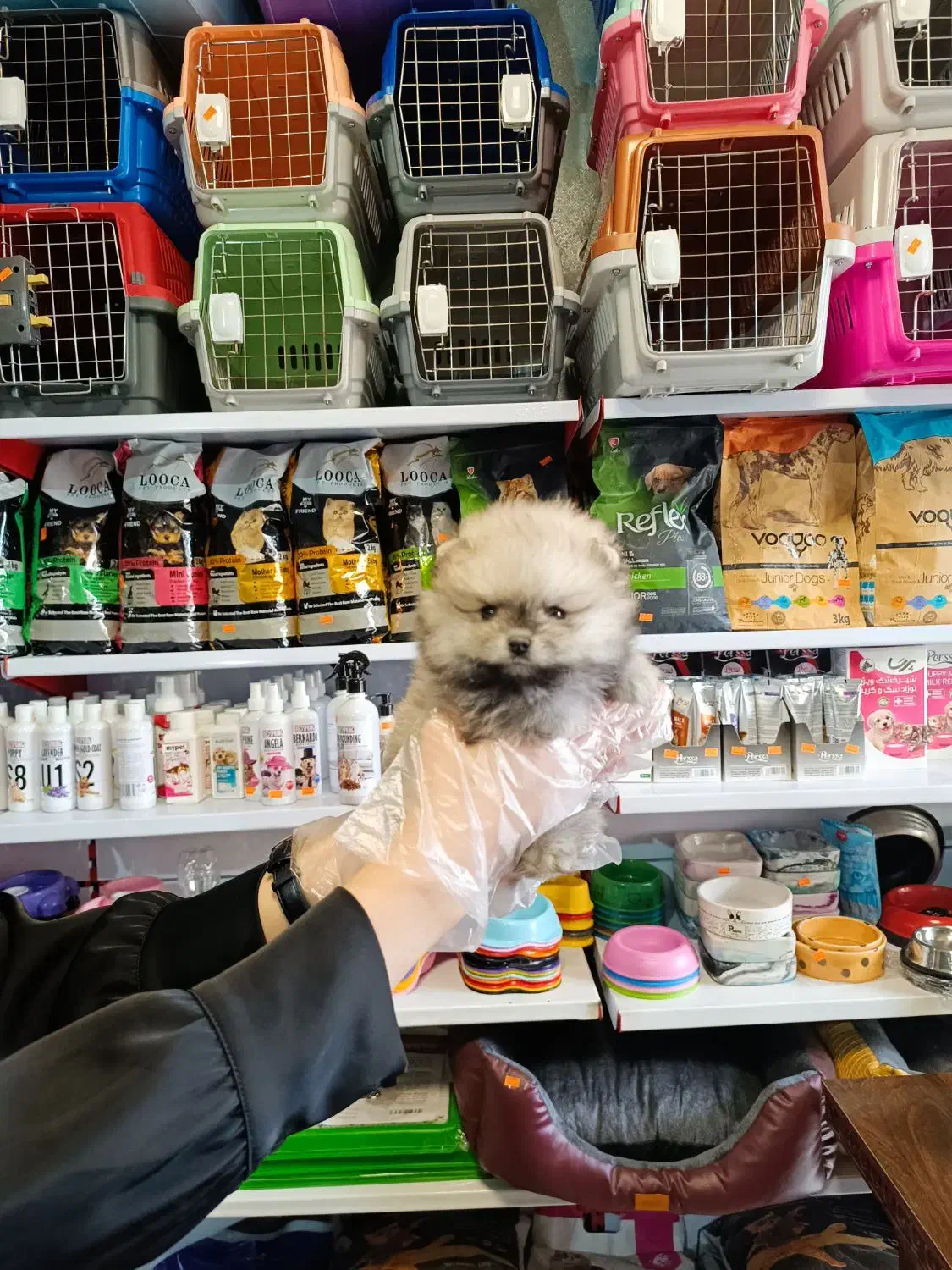 سگ پامرانین خرسی بوفیس|سگ|تهران, صادقیه|دیوار