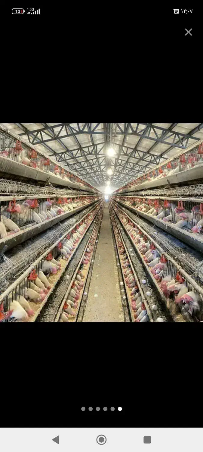 مرغ سفید زنده پر صاف خونی|حیوانات مزرعه|مشهد, آبادگران|دیوار