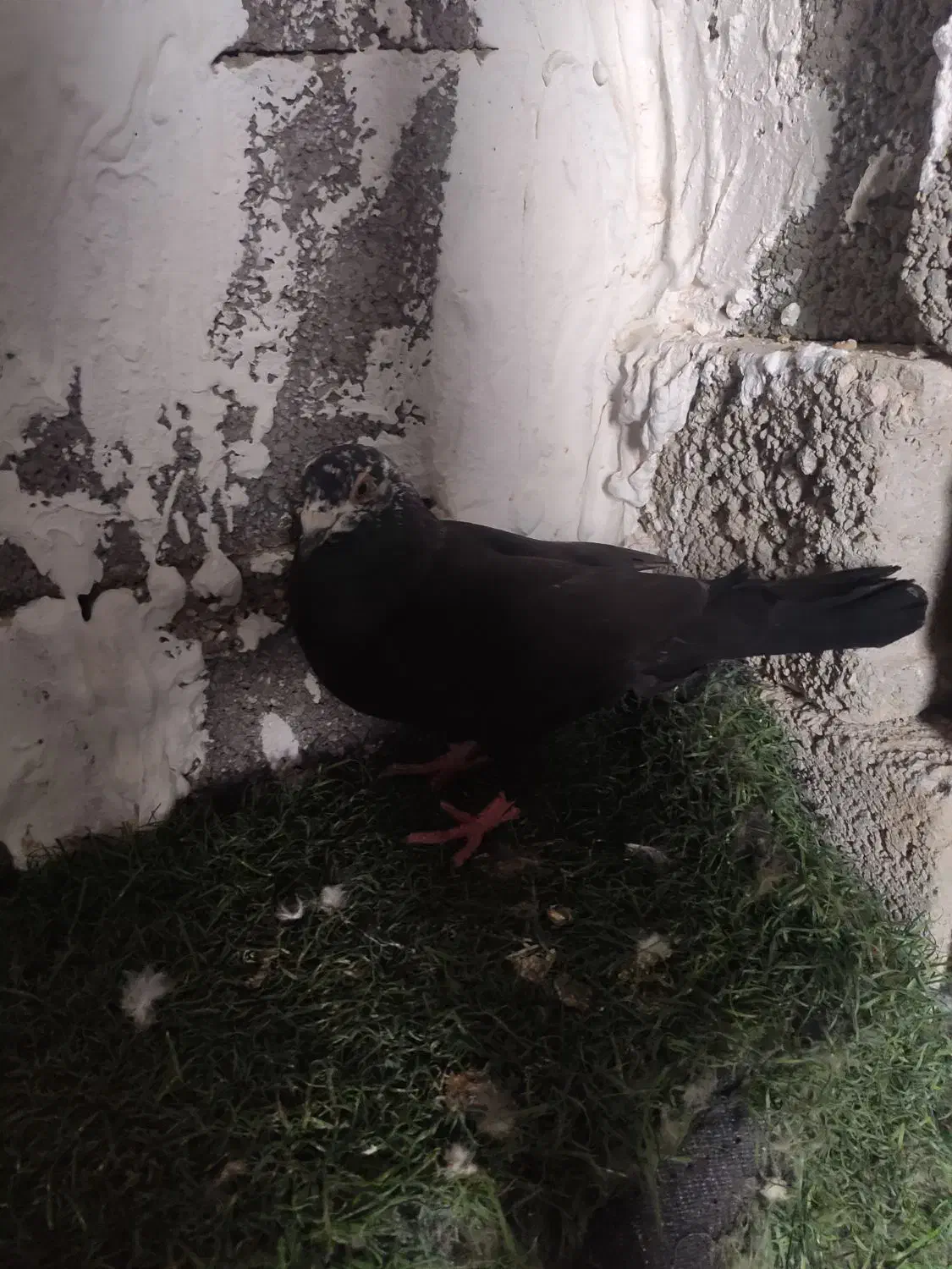 غول سیاه|پرنده|جم, |دیوار