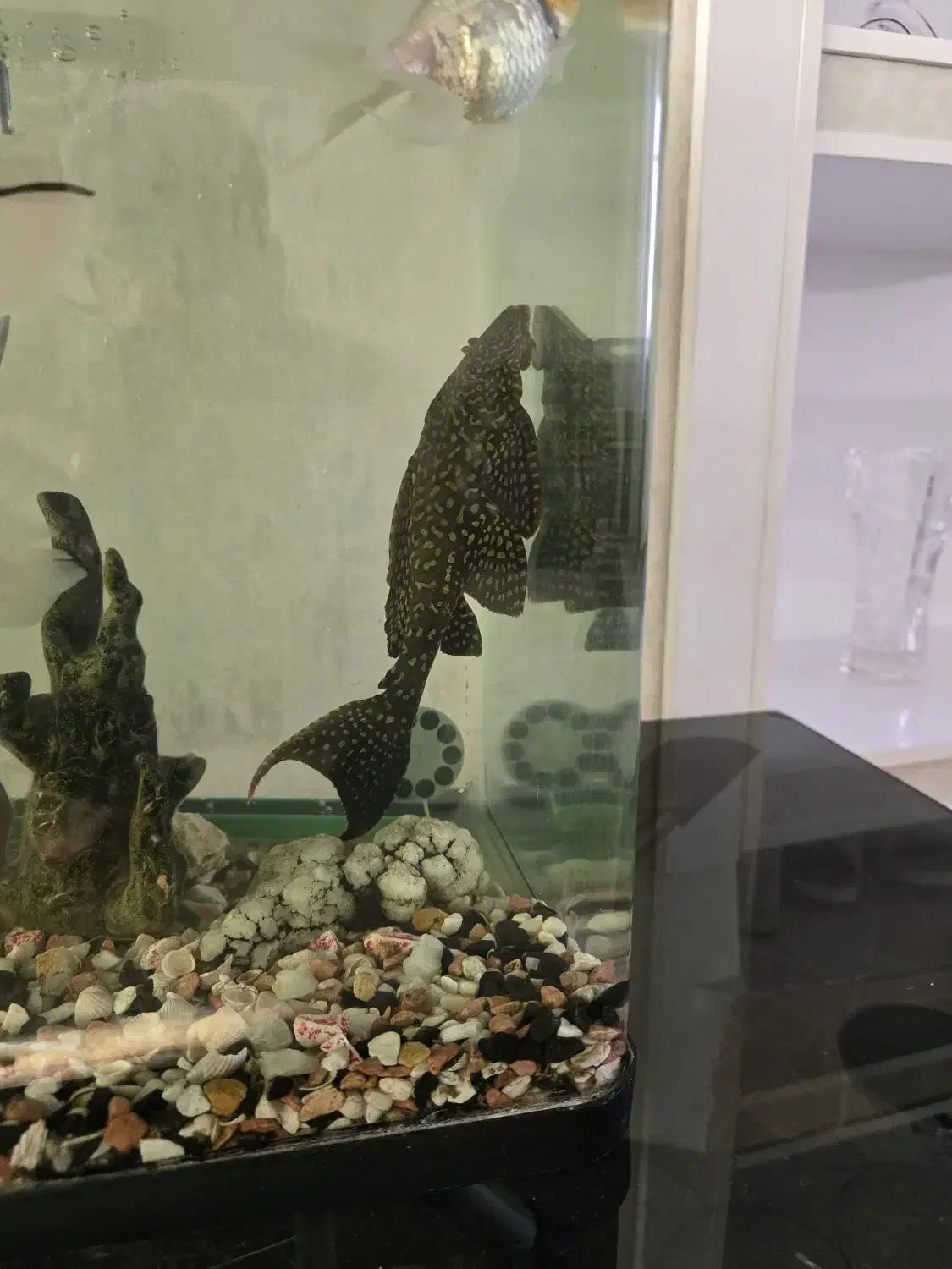 ماهی لجنخوار بزرگ آکواریوم|ماهی|ارومیه, |دیوار