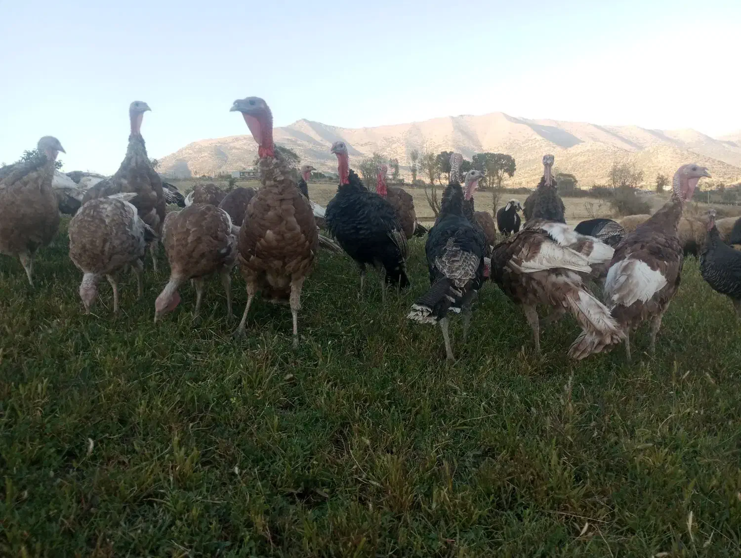 بوقلمون محلی|حیوانات مزرعه|بانه, |دیوار