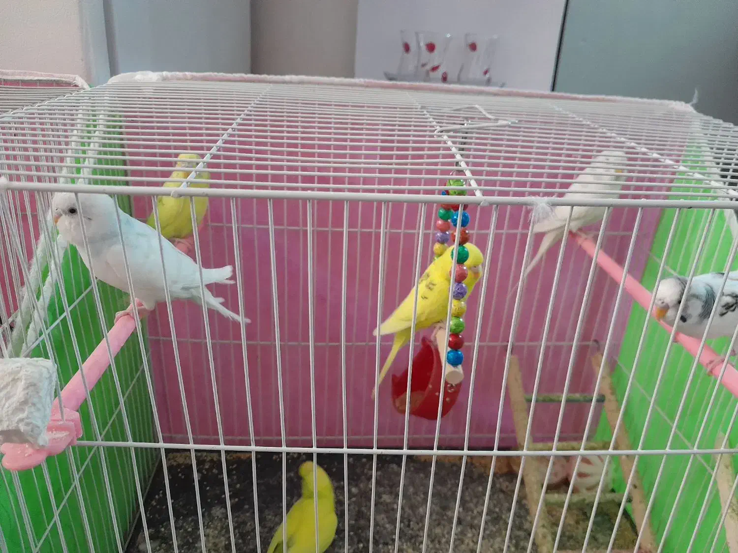 مرغ عشق|پرنده|تربتحیدریه, ۴۵ متری|دیوار