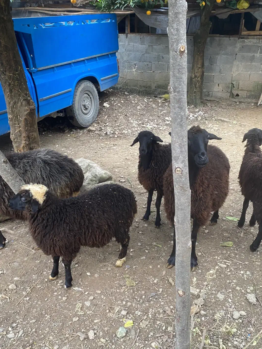 گوسفند ماده با بره تر و تمیز فروشی|حیوانات مزرعه|نوشهر, |دیوار