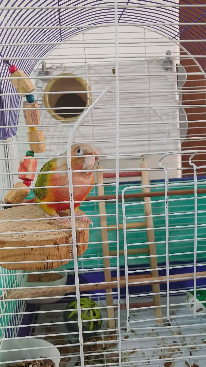 گرینچیک|پرنده|دماوند, گیلاوند|دیوار