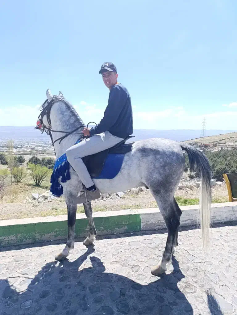 اسب‌ نریان|اسب و تجهیزات اسب‌سواری|زنجان, |دیوار