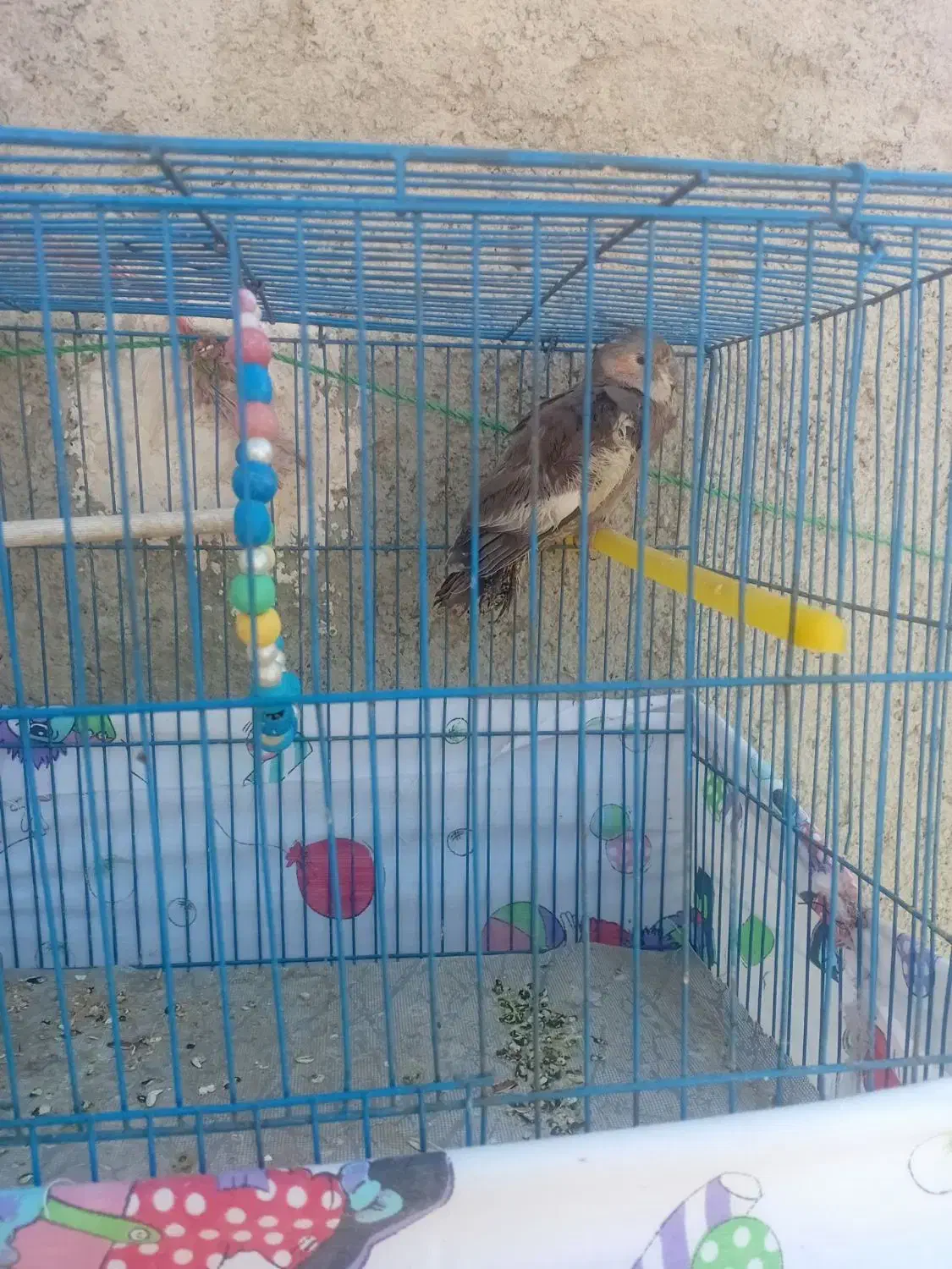 عروس هلندی ماده|پرنده|لالجین, |دیوار