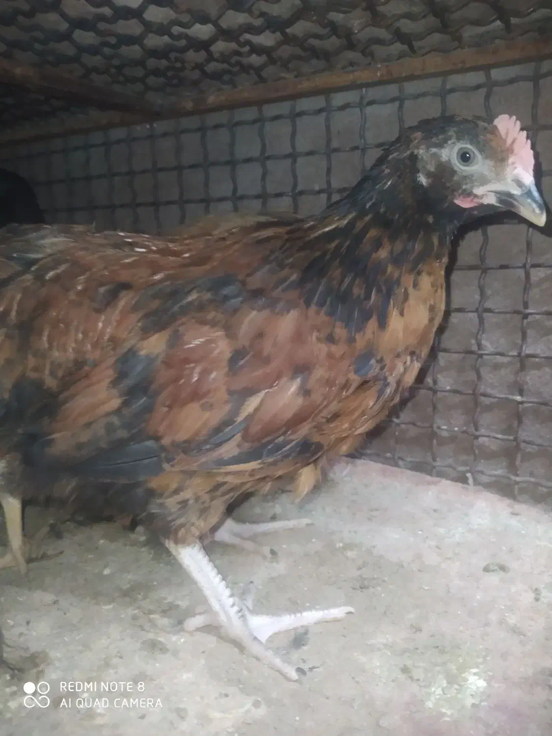 جوجه|حیوانات مزرعه|رودخانه, |دیوار