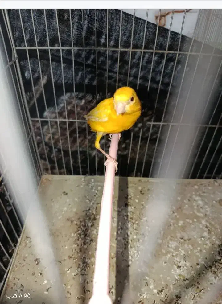 قناری نر|پرنده|مرودشت, کناره|دیوار