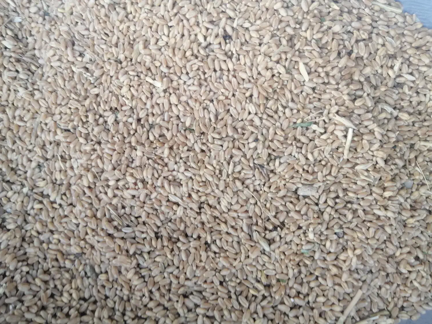 فروش گندم آبی درجه یک|خوردنی و آشامیدنی|گلپایگان, |دیوار