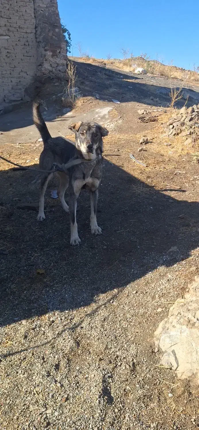 سگ ماده|سگ|سنندج, |دیوار