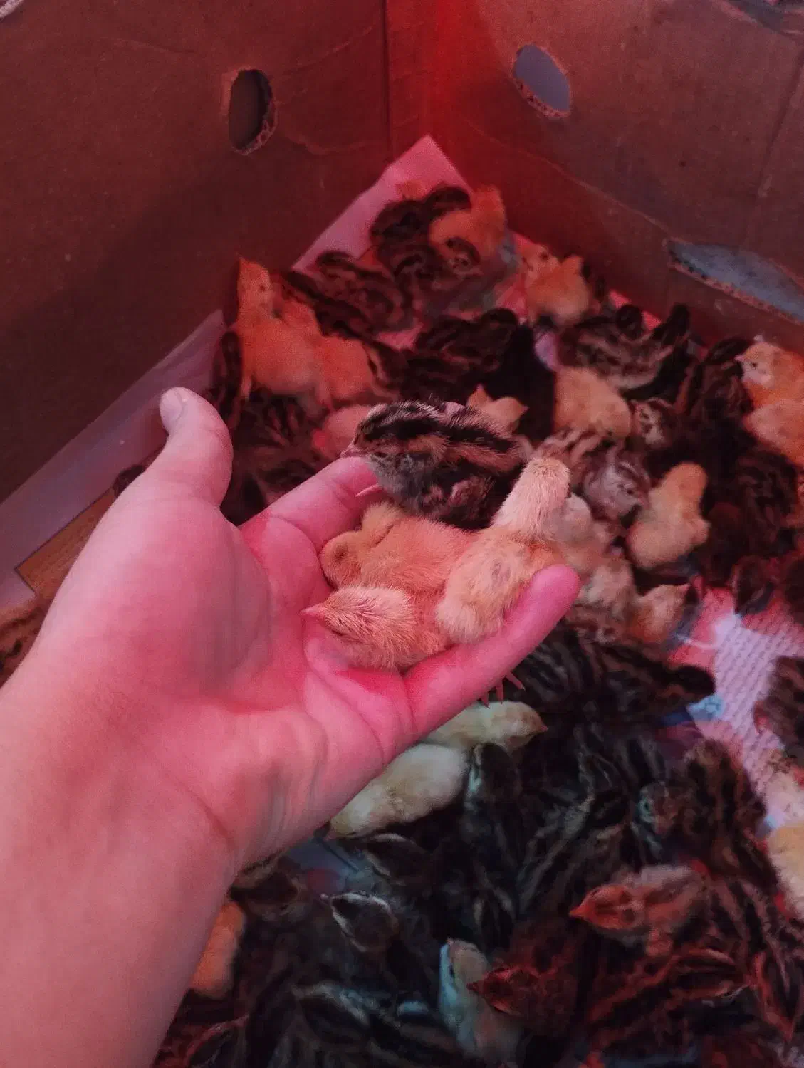 بلدرچین 1 تا 17 روزه|حراج|تالش, تالش|دیوار