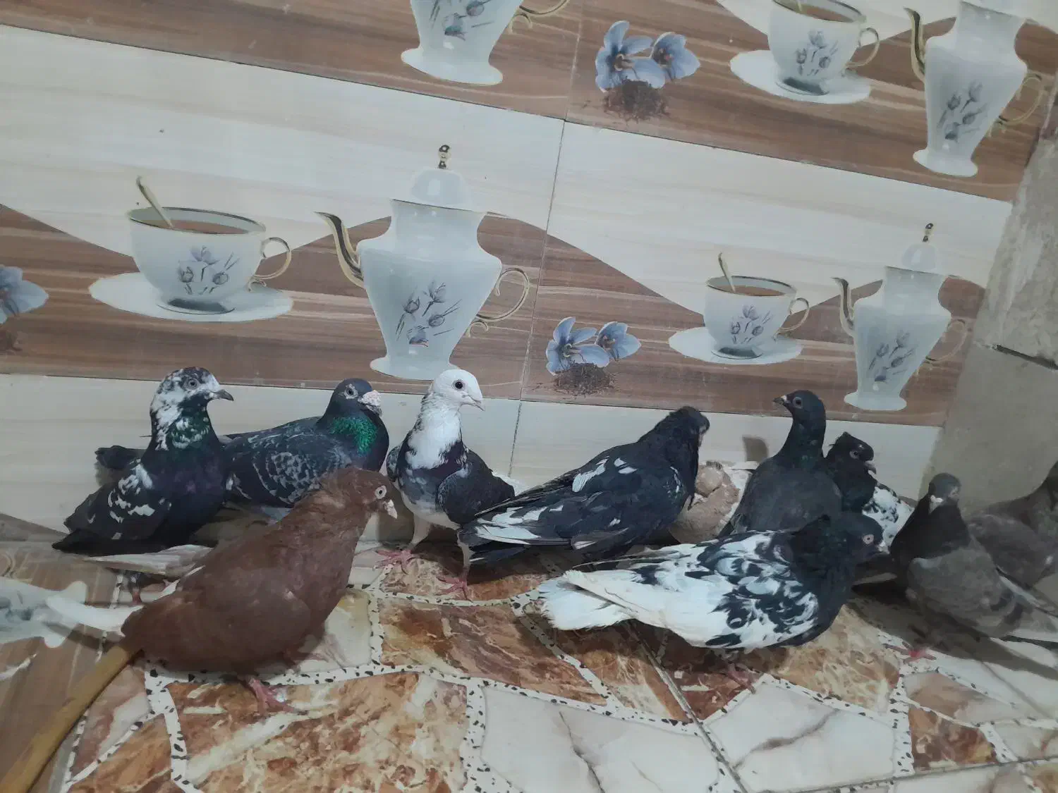 کبوتر|پرنده|کارون, |دیوار