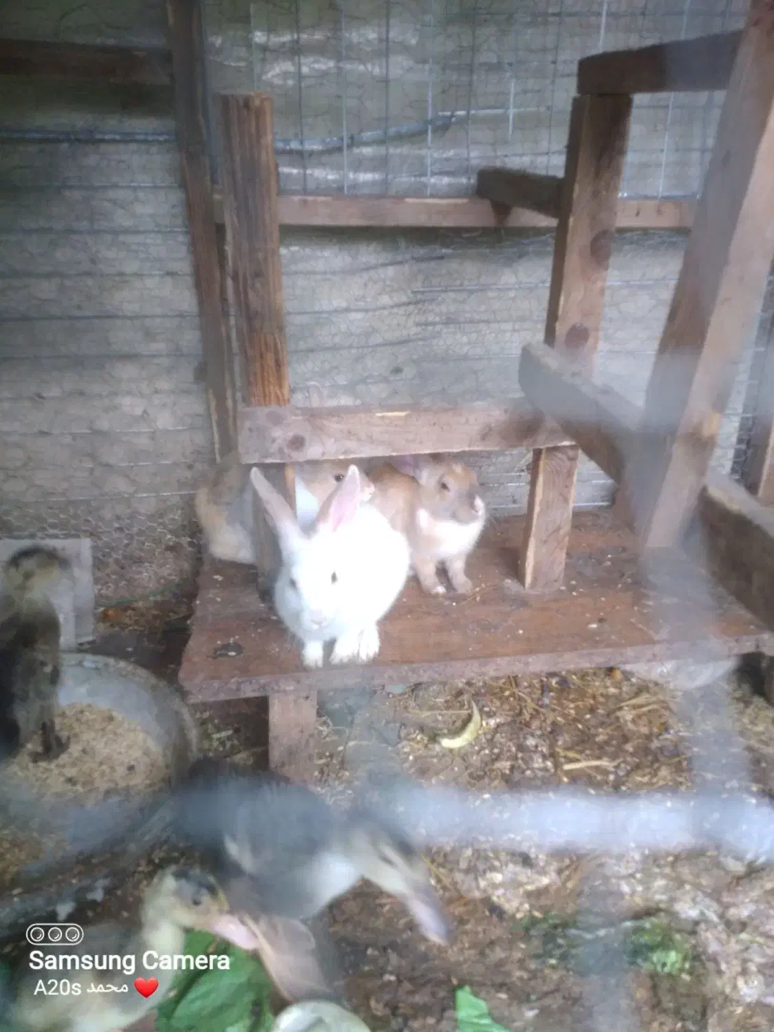 خرگوش نروماده|موش و خرگوش|نوشهر, |دیوار