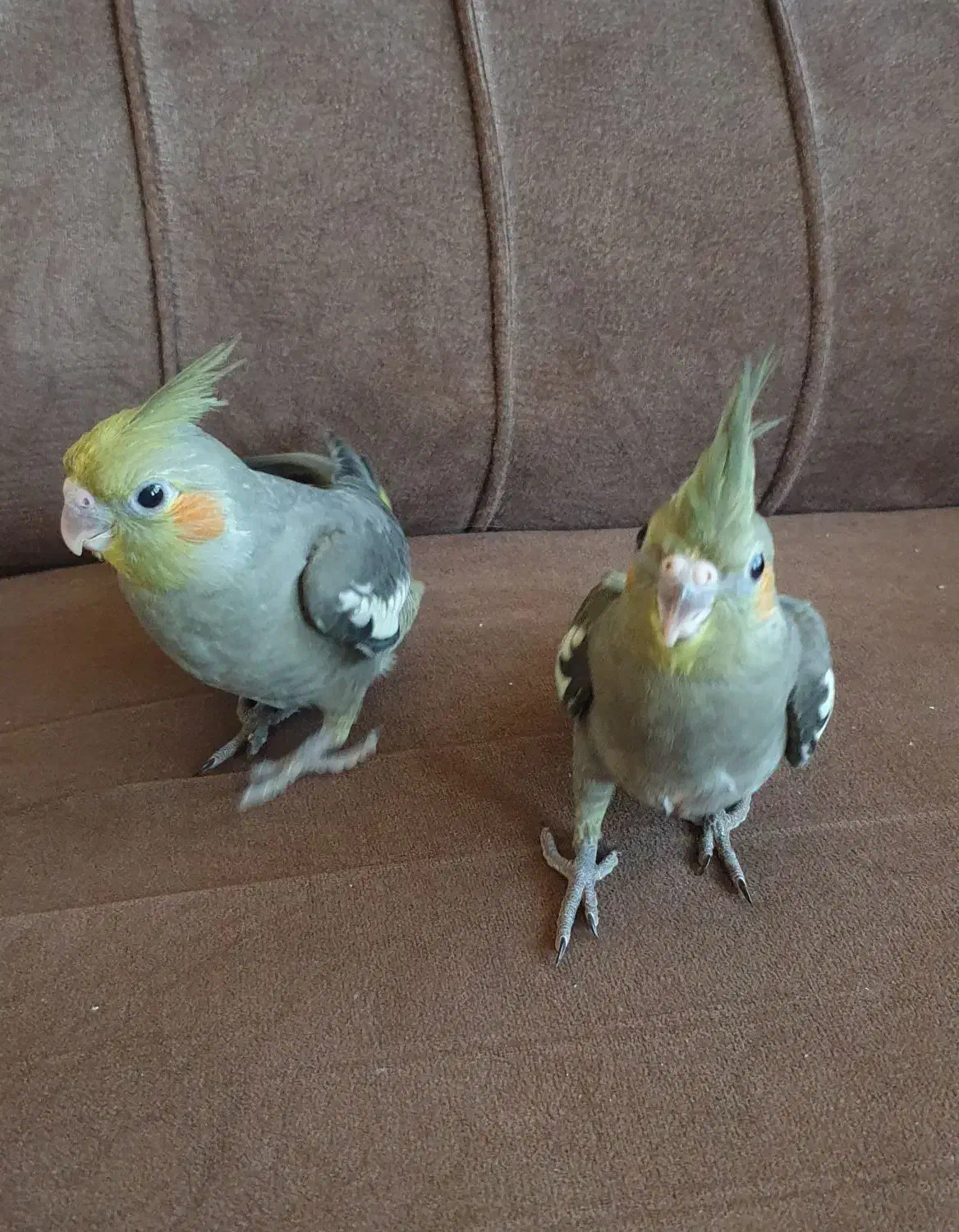 جوجه سرلاکی عروس هلندی|پرنده|اردبیل, |دیوار