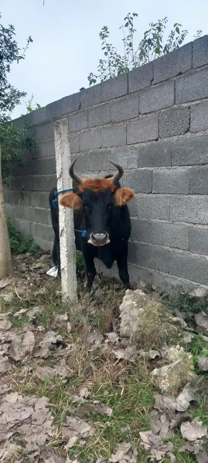 کاو چالوسی ۸ ماه شکم با برگه معاینه فروشی|حیوانات مزرعه|سنگر, |دیوار