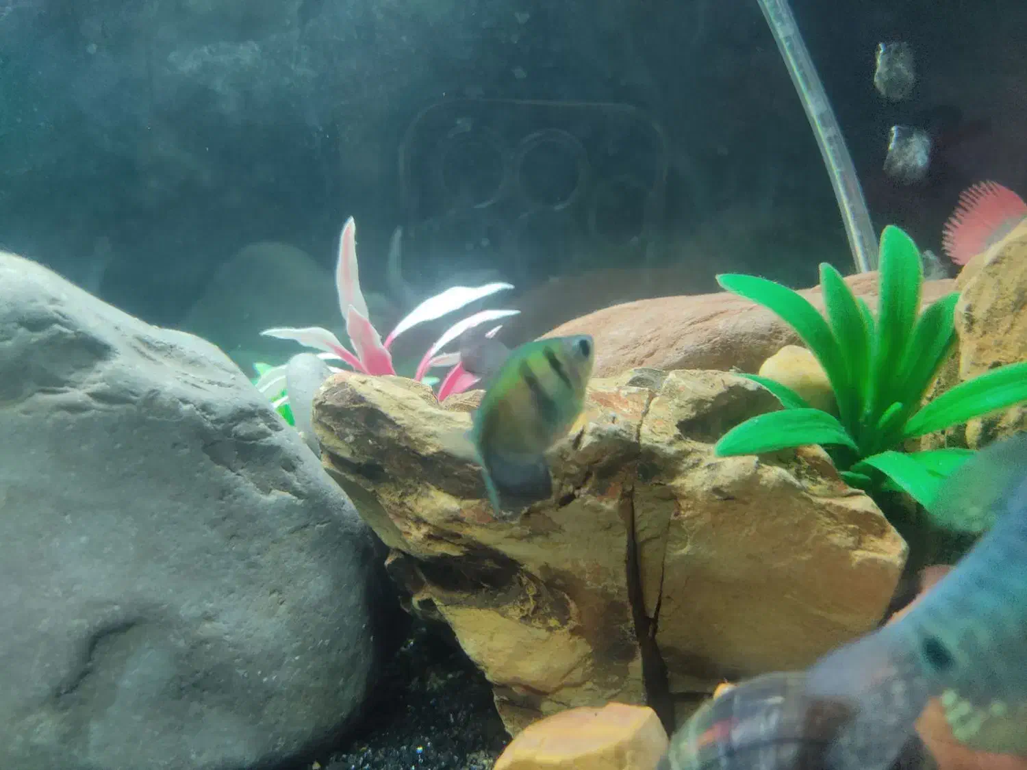 ماهی گیاهخوار|ماهی|ایذه, |دیوار