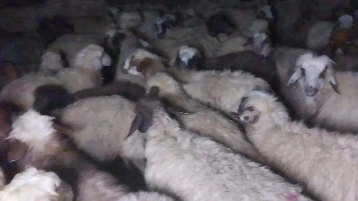 گوسفند با ماشین مدل بالا و تراکتور مدل ۹۶به بالا|حیوانات مزرعه|سپیدان, |دیوار