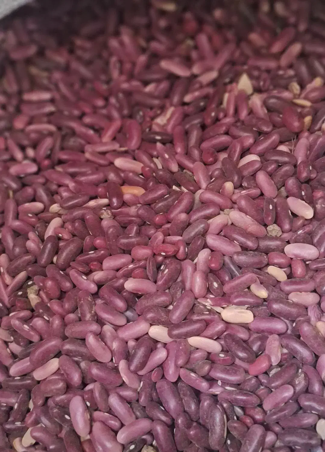 لوبیا قرمز کپسولی(فقط عمده )|خوردنی و آشامیدنی|رستم, |دیوار