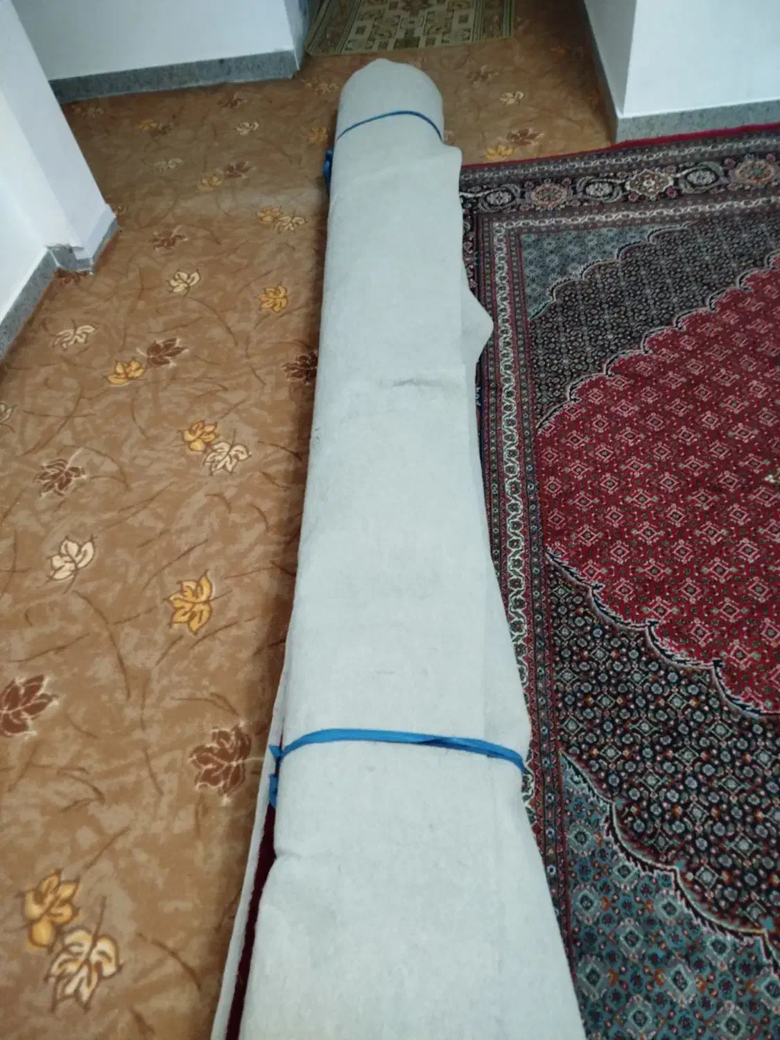 موکت رنگ فیلی نو|موکت|سقز, |دیوار