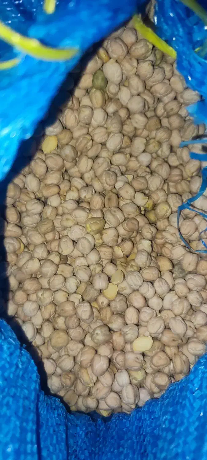 یک تن نخود|خوردنی و آشامیدنی|زاغه, |دیوار