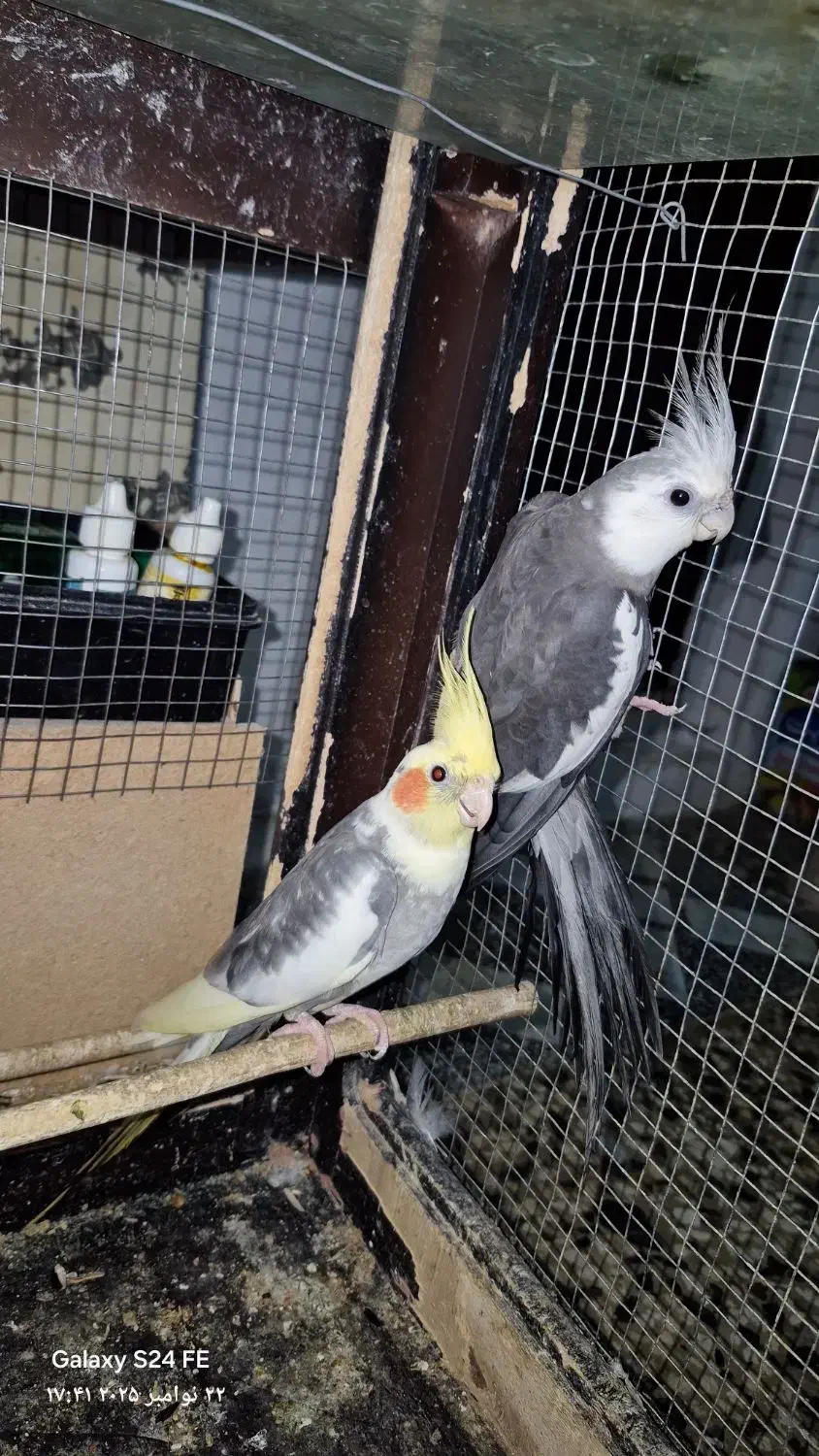 دو عدد عروس هلندی نر بالغ تظمینی و جوجه سرلاکی|پرنده|آزادشهر, |دیوار