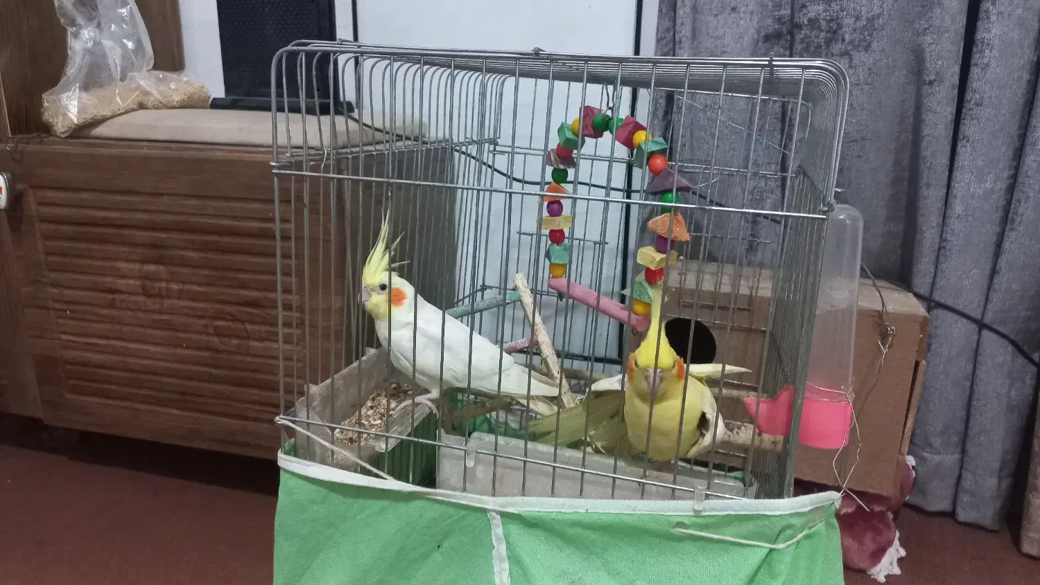 عروس هلندی|پرنده|انبارآلوم, |دیوار