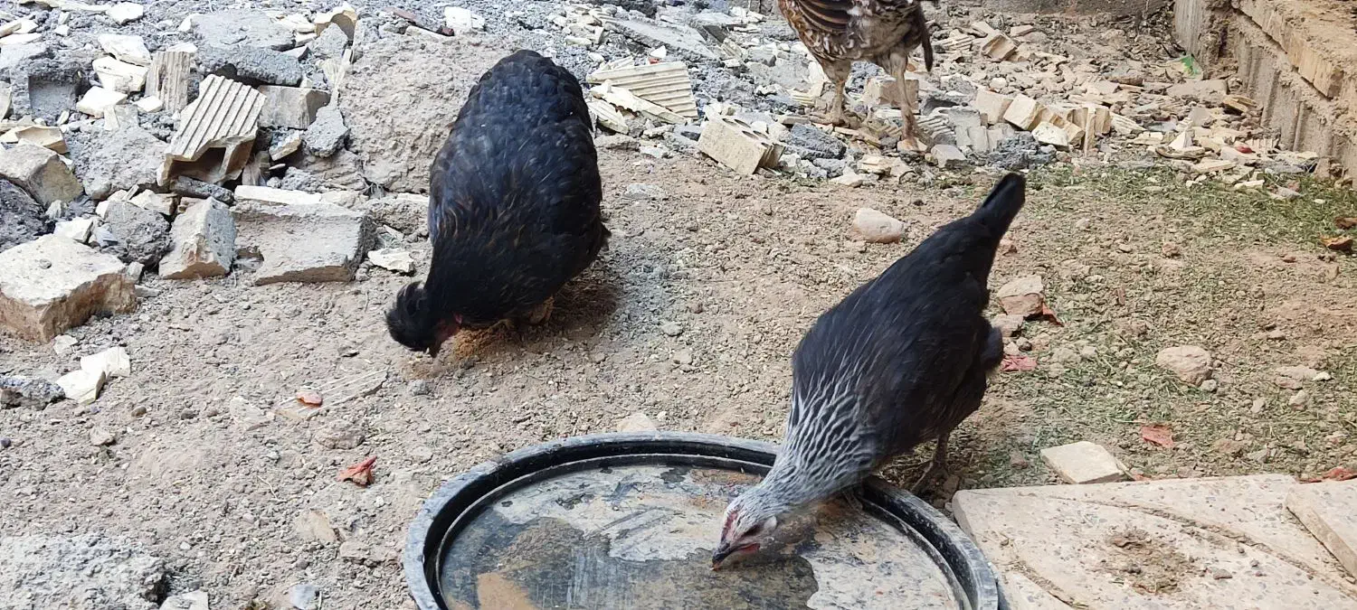 مرغ بومی|حیوانات مزرعه|لردگان, |دیوار