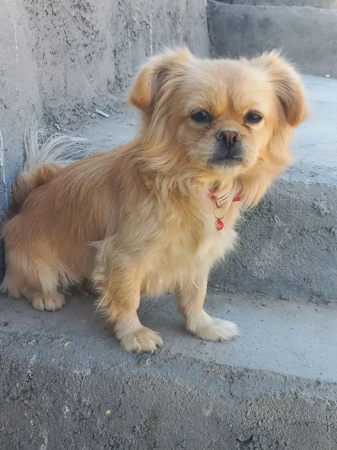 سگ پاپی|سگ|خمینی‌شهر, |دیوار