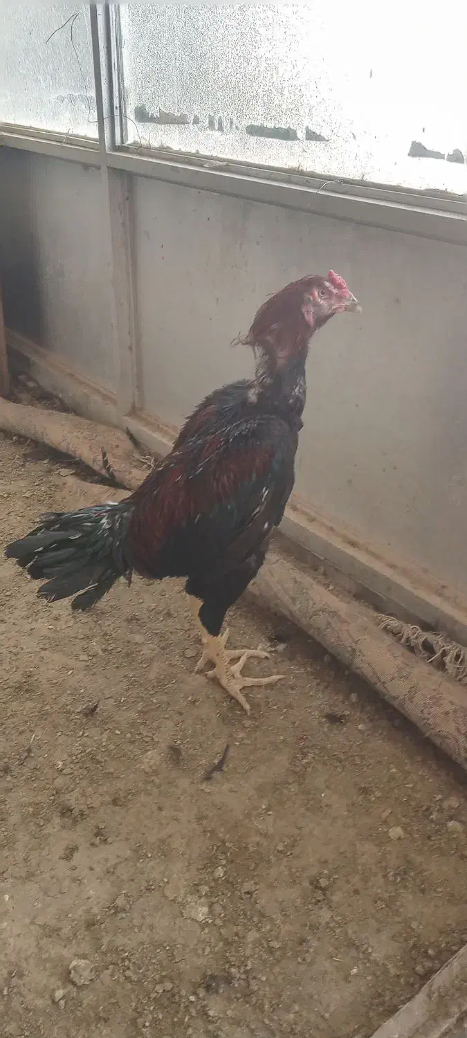 تخم مرغ لاری نطفه دار نسل خوب|حیوانات مزرعه|کرج, حسن آباد|دیوار