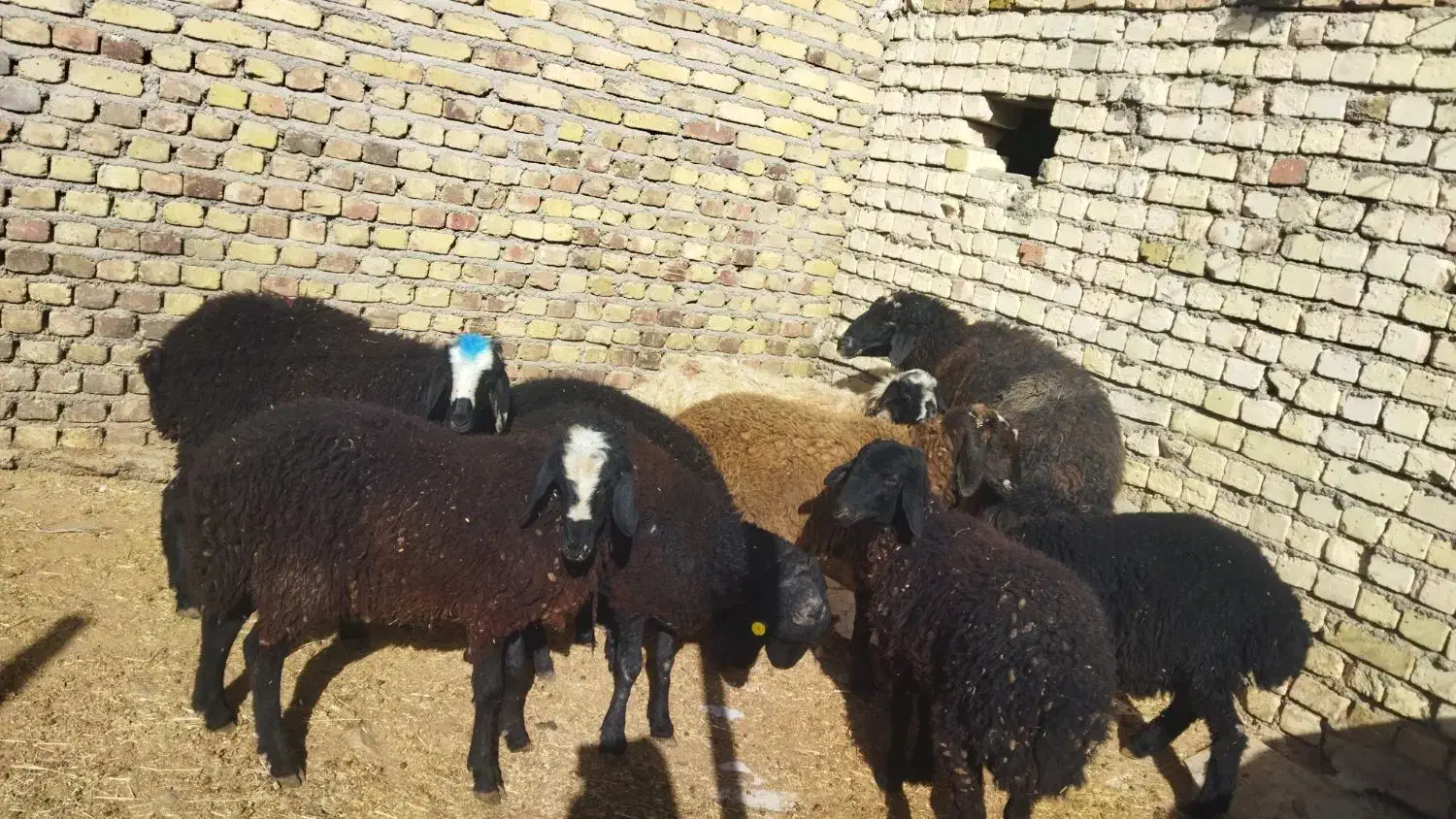 بره نر شیر مست|حیوانات مزرعه|هشتگرد, شهرک صنعتی هشتگرد|دیوار