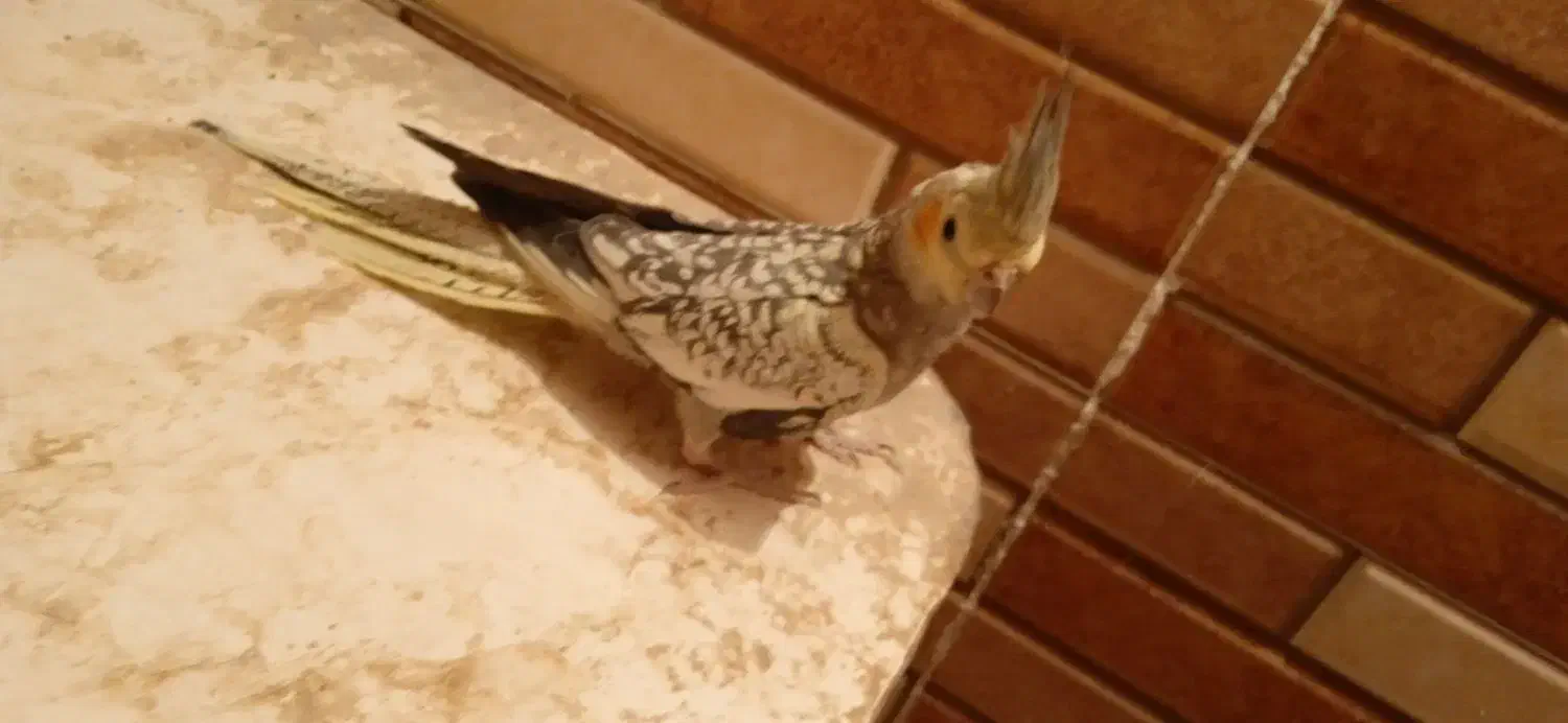 قناری|پرنده|زابل, |دیوار