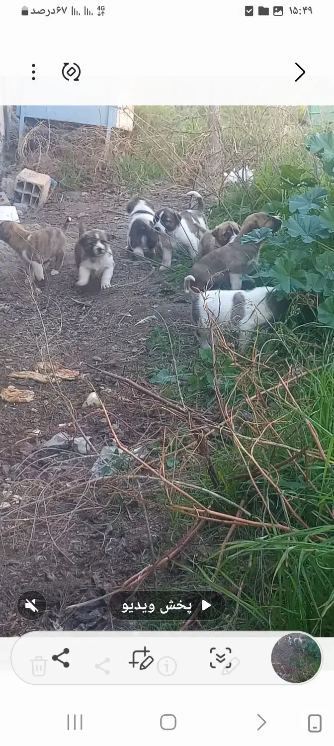 توله سگ آلابای|سگ|آق قلا, |دیوار