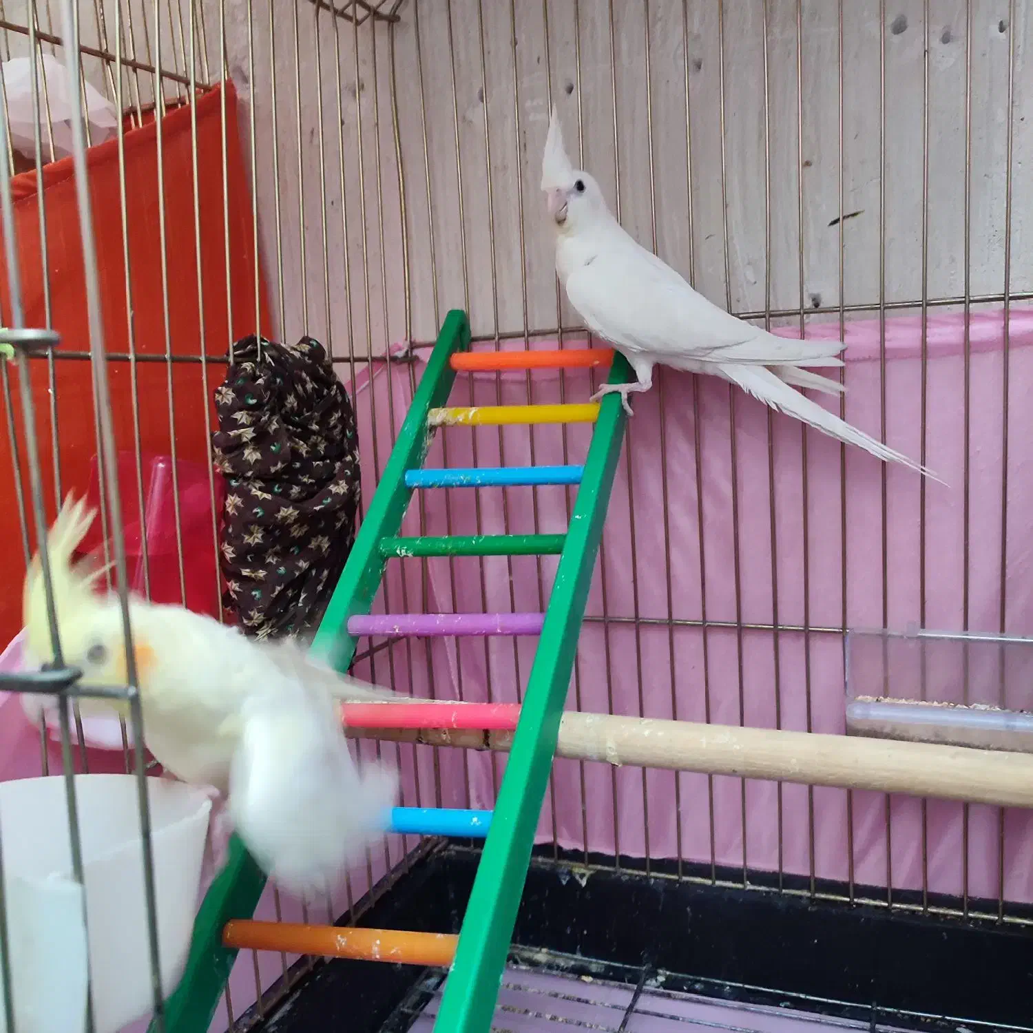 عروس هلندی البینیو و لوتینو|پرنده|سقز, |دیوار