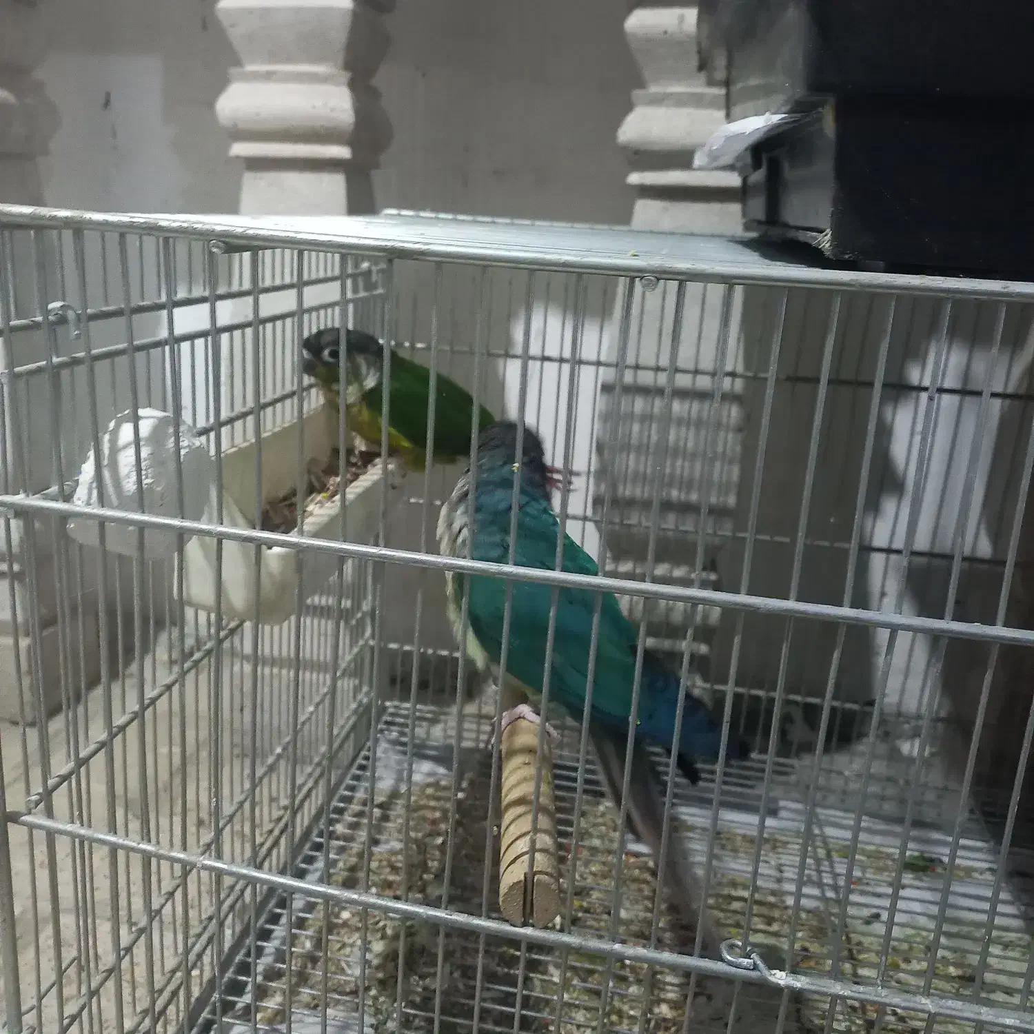 گرینچک معاوضه با سهره نشون دار یا قرص بخون|پرنده|تهران, پردیسان|دیوار