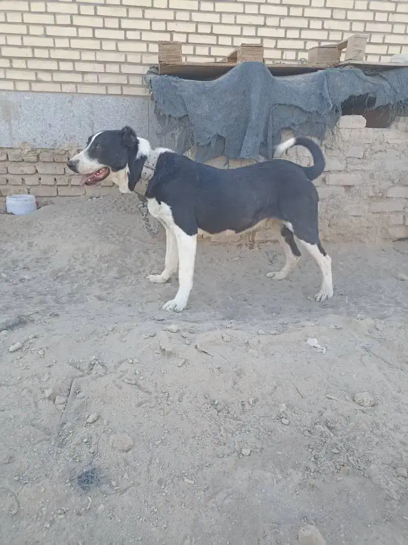 سگ آلابای دوتا همرنگ هم هستن|سگ|محمدشهر, یزدیها|دیوار