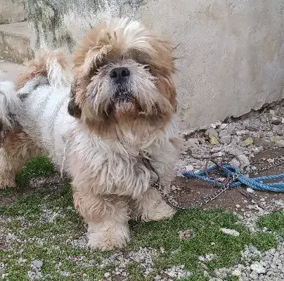 سگ شیتزو فلت۲۵۰۰|سگ|رشت, پسیخان|دیوار