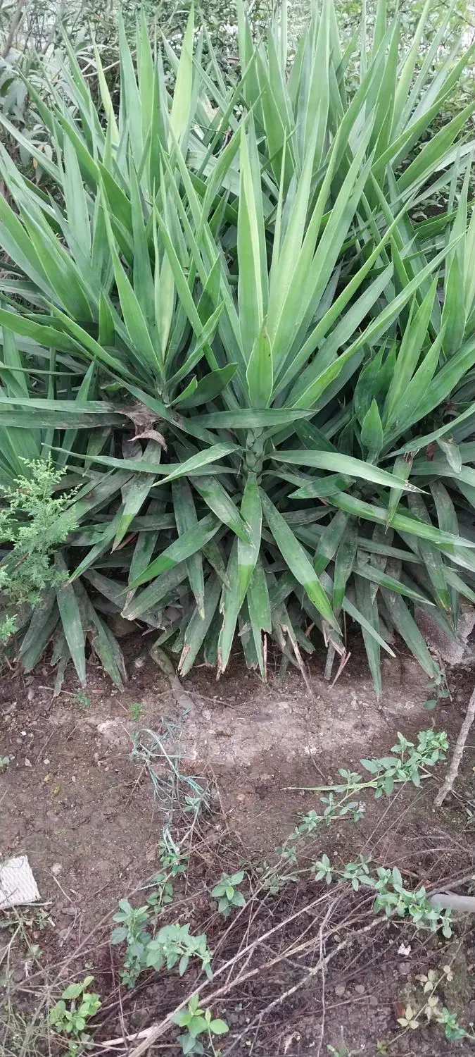 فروش گل یوکا|گل و گیاه طبیعی|ماسال, |دیوار