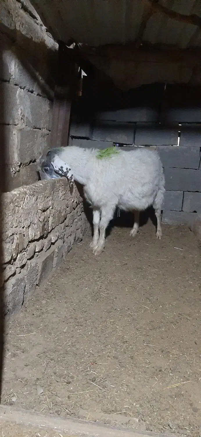 بزاوست|حیوانات مزرعه|تربت جام, جامرود|دیوار