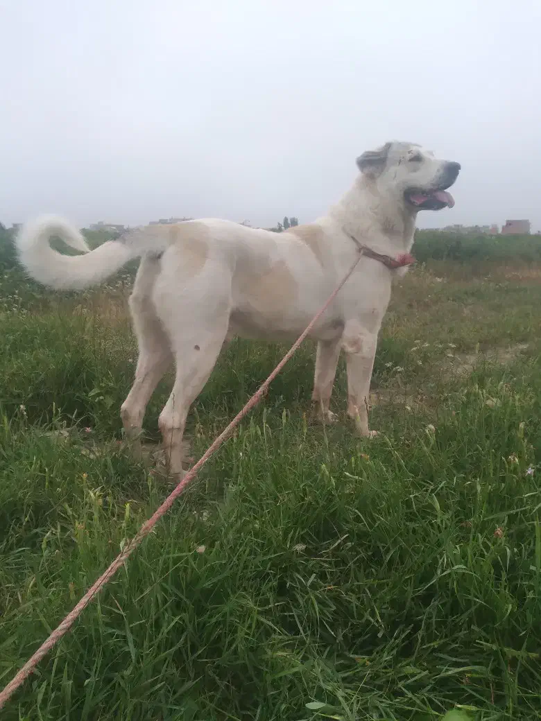 سگ عراقی|سگ|انگوت, |دیوار