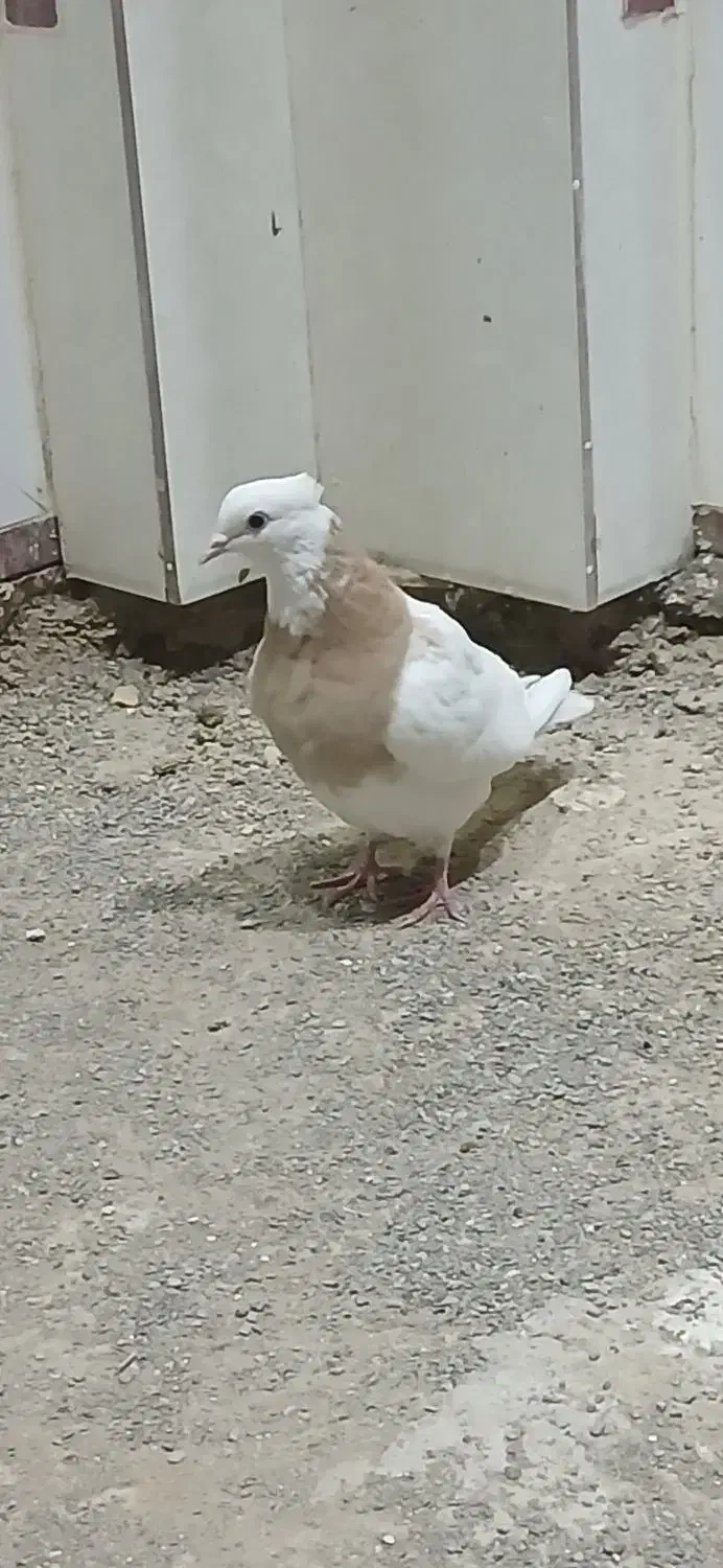 قفس .طوقی|عمده‌فروشی|اردکان, |دیوار